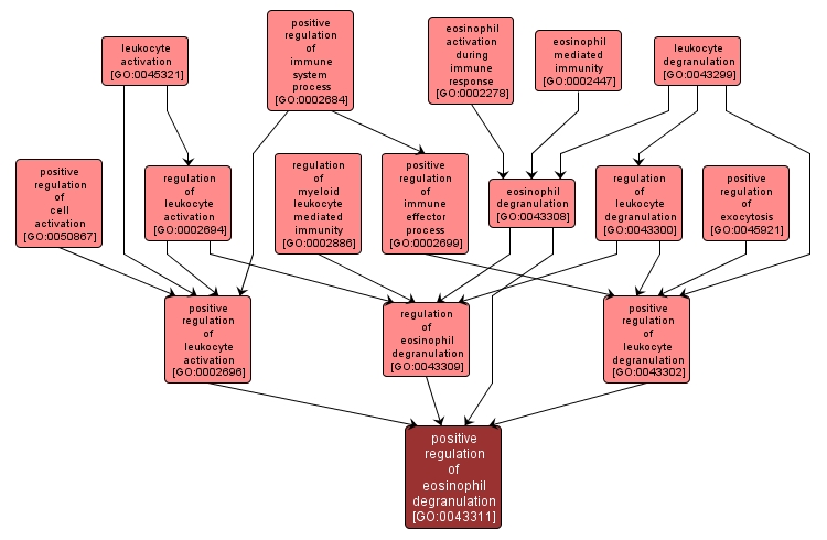 GO:0043311 - positive regulation of eosinophil degranulation (interactive image map)