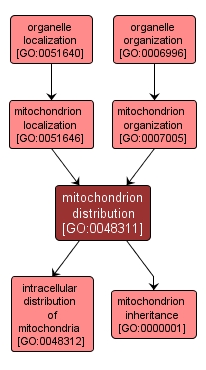 GO:0048311 - mitochondrion distribution (interactive image map)