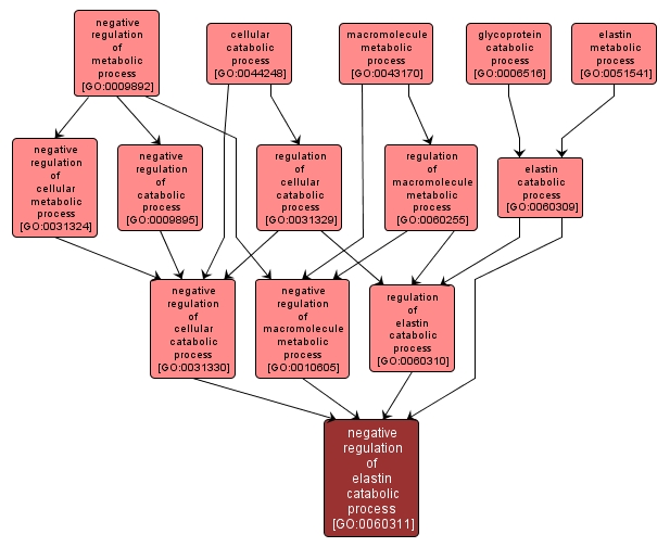 GO:0060311 - negative regulation of elastin catabolic process (interactive image map)