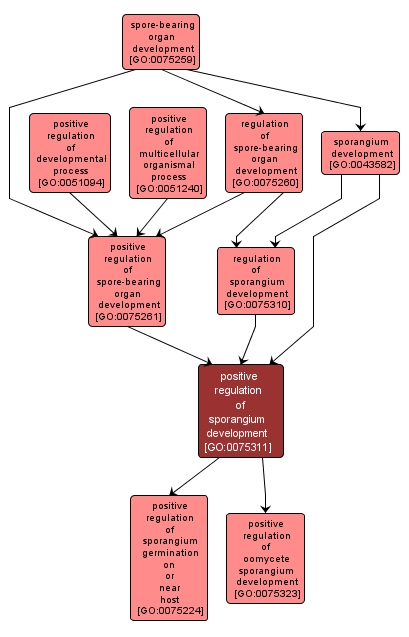 GO:0075311 - positive regulation of sporangium development (interactive image map)