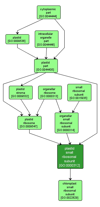 GO:0000312 - plastid small ribosomal subunit (interactive image map)