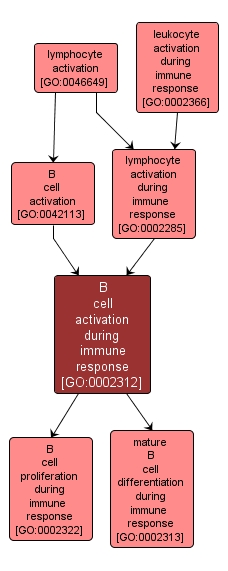 GO:0002312 - B cell activation during immune response (interactive image map)