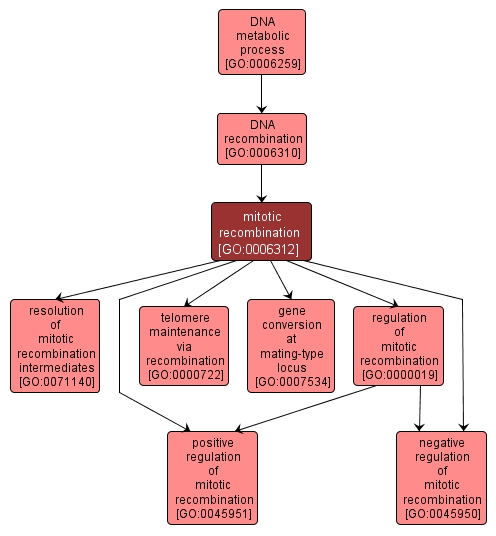 GO:0006312 - mitotic recombination (interactive image map)