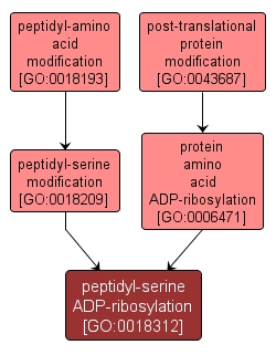 GO:0018312 - peptidyl-serine ADP-ribosylation (interactive image map)