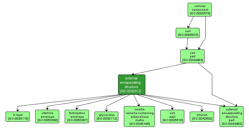 GO:0030312 - external encapsulating structure (interactive image map)