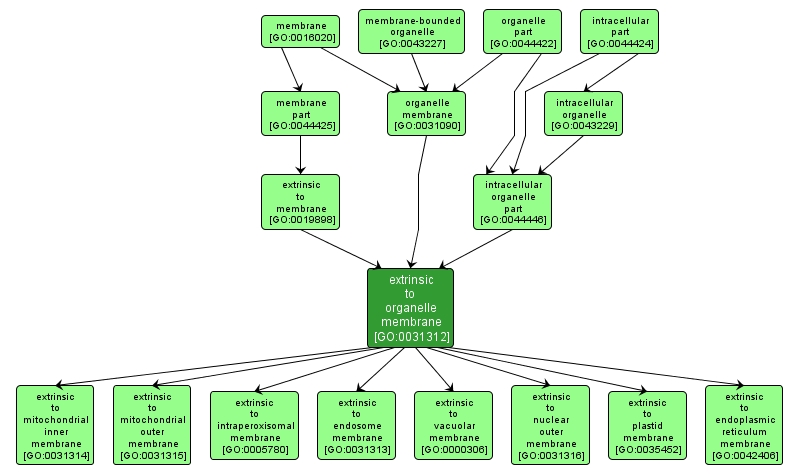 GO:0031312 - extrinsic to organelle membrane (interactive image map)