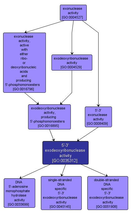 GO:0035312 - 5'-3' exodeoxyribonuclease activity (interactive image map)