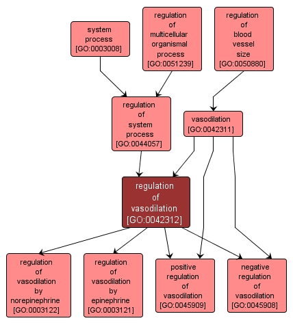 GO:0042312 - regulation of vasodilation (interactive image map)