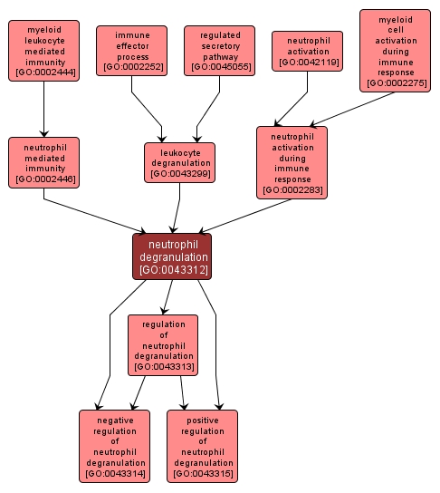 GO:0043312 - neutrophil degranulation (interactive image map)