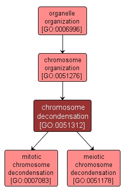 GO:0051312 - chromosome decondensation (interactive image map)