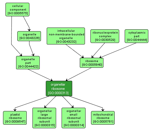 GO:0000313 - organellar ribosome (interactive image map)