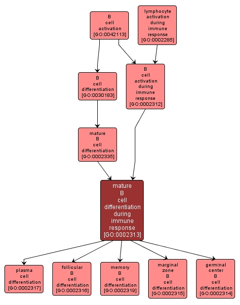 GO:0002313 - mature B cell differentiation during immune response (interactive image map)