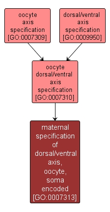 GO:0007313 - maternal specification of dorsal/ventral axis, oocyte, soma encoded (interactive image map)