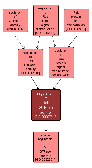 GO:0032313 - regulation of Rab GTPase activity (interactive image map)