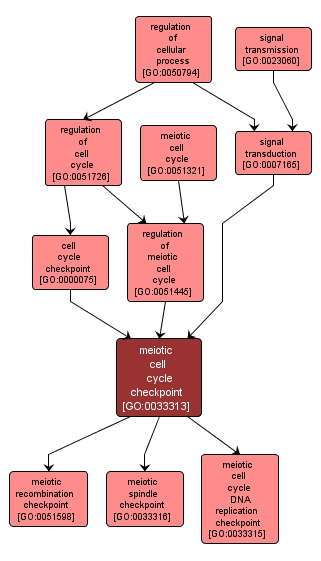 GO:0033313 - meiotic cell cycle checkpoint (interactive image map)