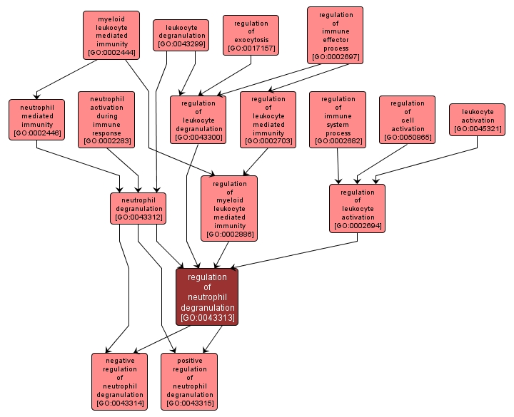 GO:0043313 - regulation of neutrophil degranulation (interactive image map)