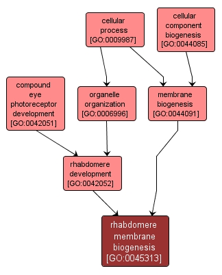 GO:0045313 - rhabdomere membrane biogenesis (interactive image map)