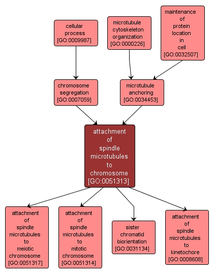 GO:0051313 - attachment of spindle microtubules to chromosome (interactive image map)