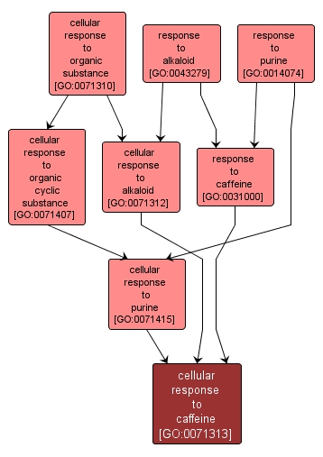 GO:0071313 - cellular response to caffeine (interactive image map)