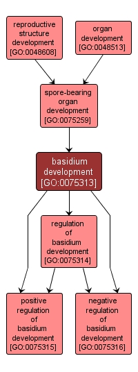 GO:0075313 - basidium development (interactive image map)