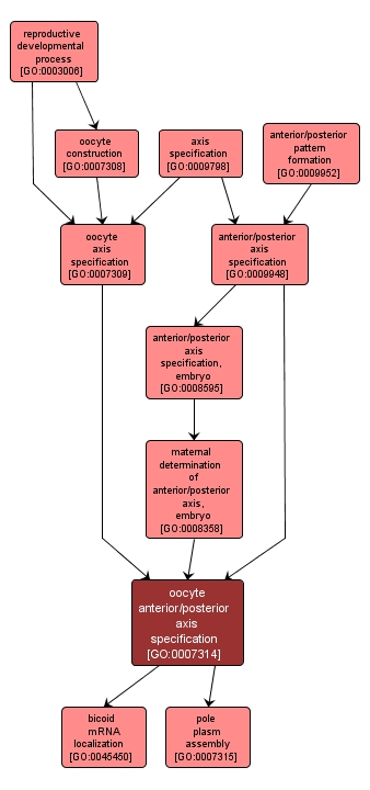 GO:0007314 - oocyte anterior/posterior axis specification (interactive image map)