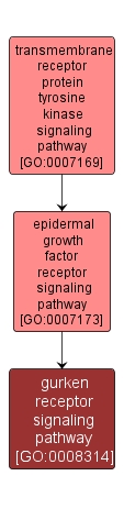 GO:0008314 - gurken receptor signaling pathway (interactive image map)