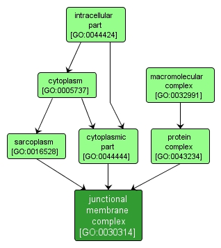 GO:0030314 - junctional membrane complex (interactive image map)