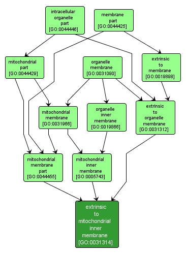 GO:0031314 - extrinsic to mitochondrial inner membrane (interactive image map)