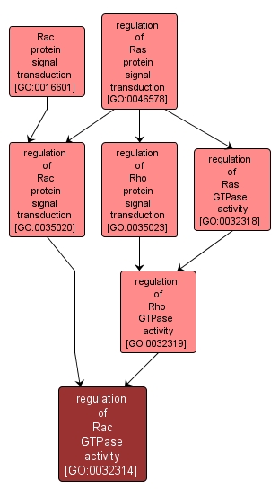 GO:0032314 - regulation of Rac GTPase activity (interactive image map)