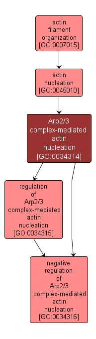 GO:0034314 - Arp2/3 complex-mediated actin nucleation (interactive image map)