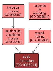 GO:0035314 - scab formation (interactive image map)