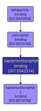 GO:0042314 - bacteriochlorophyll binding (interactive image map)
