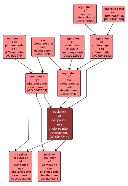 GO:0045314 - regulation of compound eye photoreceptor development (interactive image map)