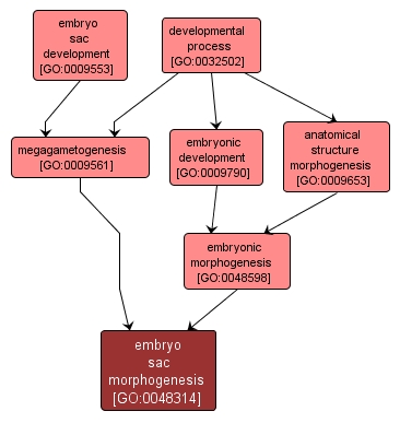 GO:0048314 - embryo sac morphogenesis (interactive image map)