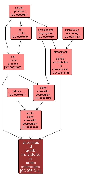 GO:0051314 - attachment of spindle microtubules to mitotic chromosome (interactive image map)