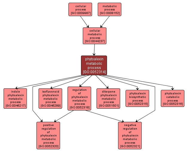 GO:0052314 - phytoalexin metabolic process (interactive image map)