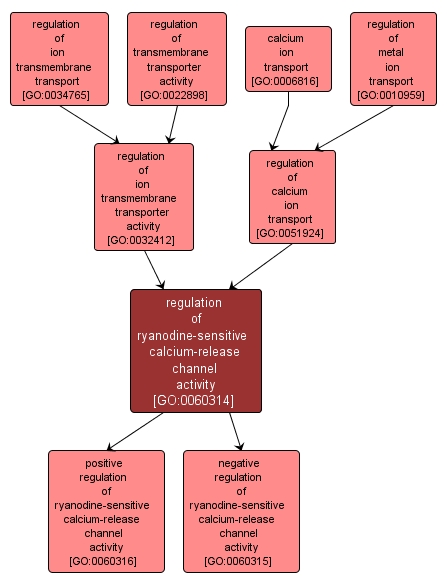 GO:0060314 - regulation of ryanodine-sensitive calcium-release channel activity (interactive image map)