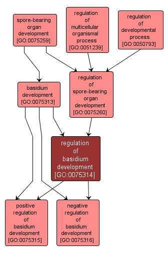 GO:0075314 - regulation of basidium development (interactive image map)