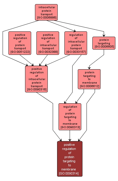 GO:0090314 - positive regulation of protein targeting to membrane (interactive image map)