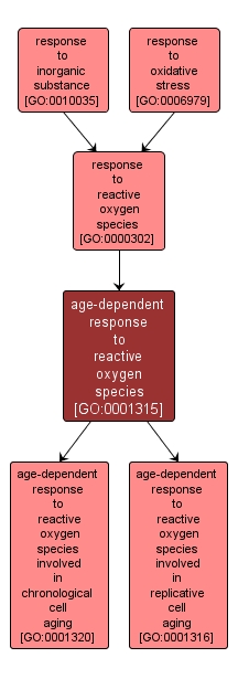 GO:0001315 - age-dependent response to reactive oxygen species (interactive image map)