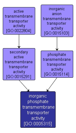 GO:0005315 - inorganic phosphate transmembrane transporter activity (interactive image map)