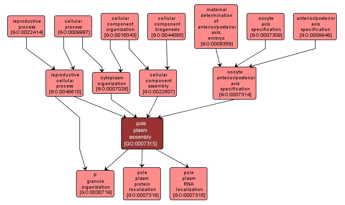 GO:0007315 - pole plasm assembly (interactive image map)