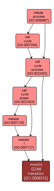 GO:0008315 - meiotic G2/MI transition (interactive image map)