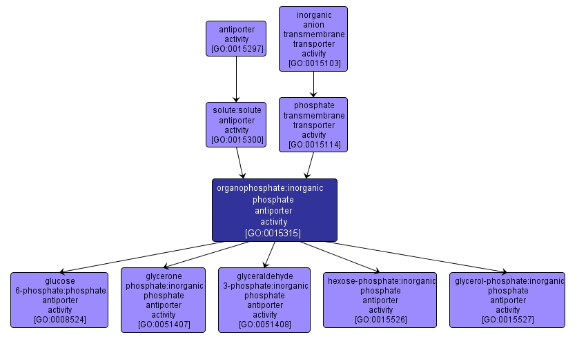 GO:0015315 - organophosphate:inorganic phosphate antiporter activity (interactive image map)