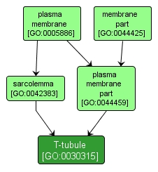 GO:0030315 - T-tubule (interactive image map)