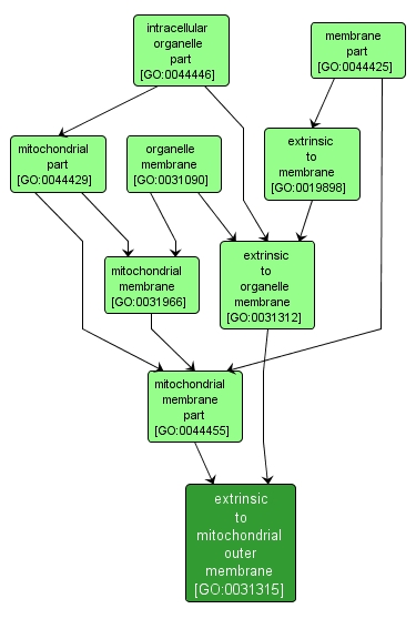 GO:0031315 - extrinsic to mitochondrial outer membrane (interactive image map)