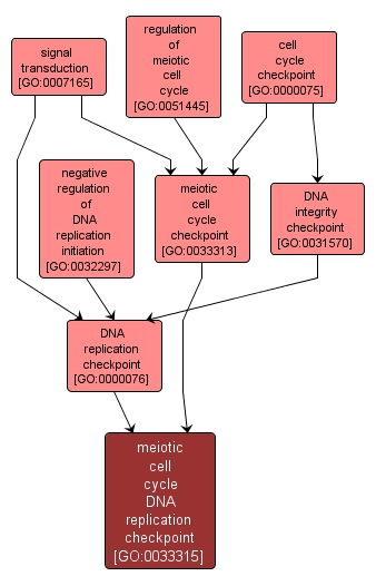 GO:0033315 - meiotic cell cycle DNA replication checkpoint (interactive image map)