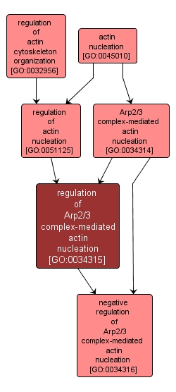 GO:0034315 - regulation of Arp2/3 complex-mediated actin nucleation (interactive image map)