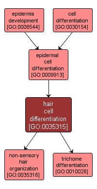 GO:0035315 - hair cell differentiation (interactive image map)