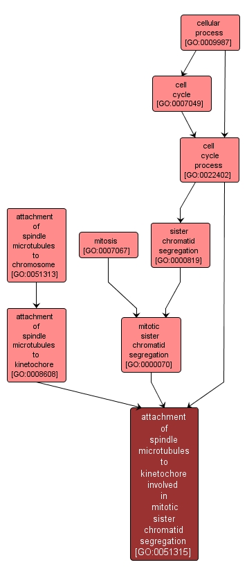 GO:0051315 - attachment of spindle microtubules to kinetochore involved in mitotic sister chromatid segregation (interactive image map)